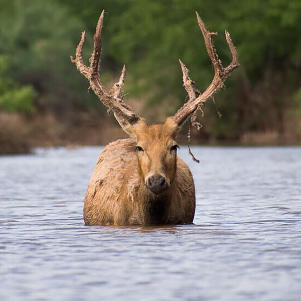 Pere David's Deer | Champion Ranch