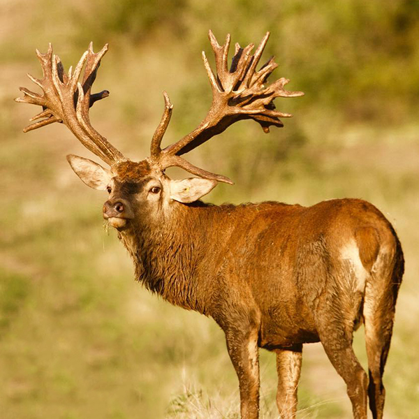 Hunting | Champion Ranch