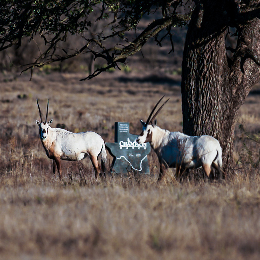 Exotic Hunts - Champion Ranch