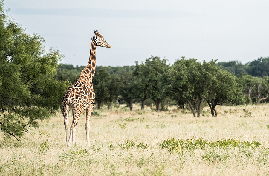 Exotic Animals - Champion Ranch